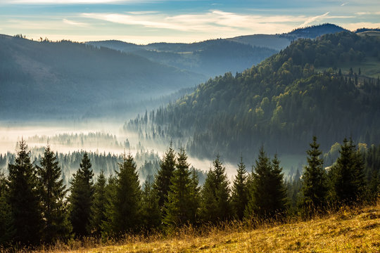 coniferous forest in foggy Romanian mountains at sunrise © Pellinni