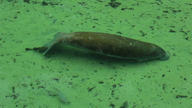 Manatee in river rolls showing belly wildlife HD 1924