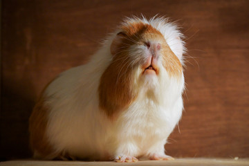 Guinea pig