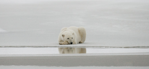 Ours polaire couché dans la neige dans la toundra. Canada. Parc national de Churchill. Une excellente illustration.