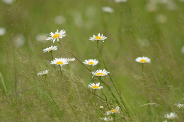 daisies meadow grass gently