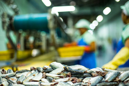 Worker are cleanning raw materi