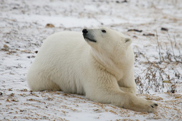 Naklejka na ściany i meble Polar bear lying in snow in the tundra. Canada. Churchill National Park. An excellent illustration.