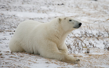 Plakat Polar bear lying in snow in the tundra. Canada. Churchill National Park. An excellent illustration.