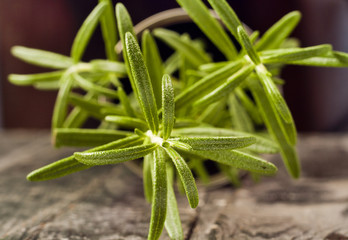 Obraz premium rosemary in a pot