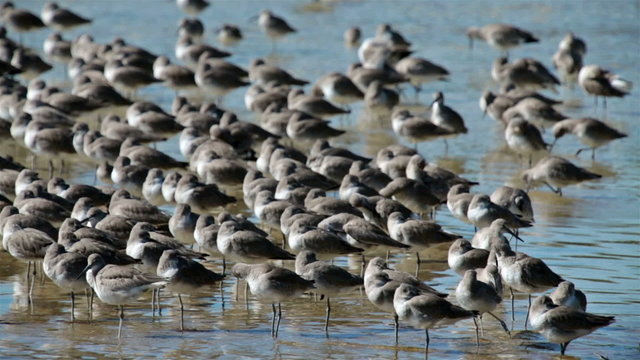 Darling National Wildlife Refuge Florida Willet HD 2135