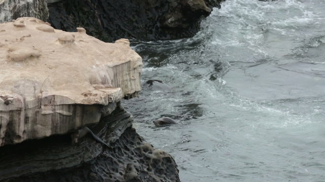 California Sea Lions play in rocky surf HD 9472