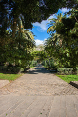 Fototapeta premium Parkweg von Palmen gesäumt