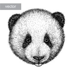 engrave panda bear illustration
