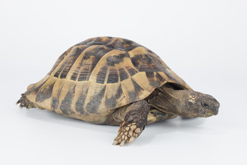 Naklejka premium Greek land tortoise, Testudo Hermanni
