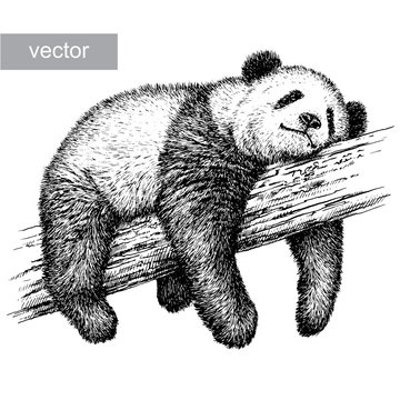 engrave panda bear illustration