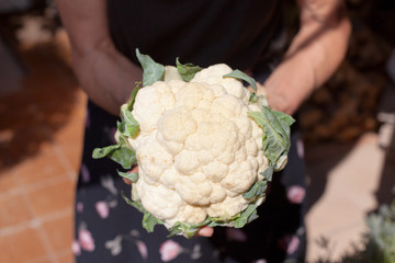 cauliflower in hands 