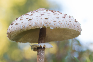 mushroom, closeup, macro