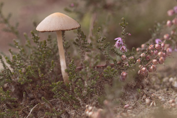 mushroom, closeup, macro