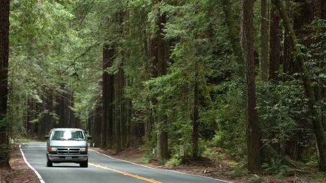 Traffic drives through California Redwood forest HD 5661