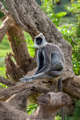 Gray langur or Hanuman langur