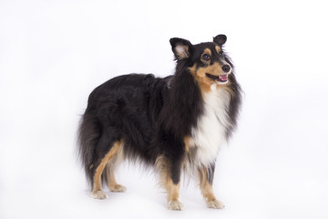 Shetland Sheepdog, isolated