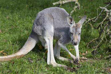Naklejka na ściany i meble young male red kangaroo, Megaleia rufa