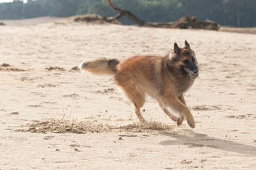Fototapeta na wymiar Belgian Shepherd Dog, with ball in sand