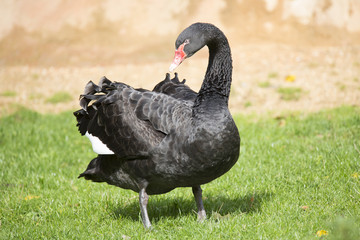 male Australian Black Swan, Cygnus atratus