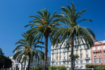 Palms in the center of Cagliari, Sardinia.