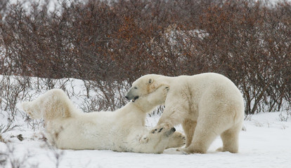 Two polar bears playing with each other in the tundra. Canada. An excellent illustration.