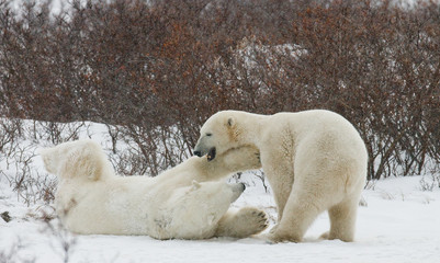 Two polar bears playing with each other in the tundra. Canada. An excellent illustration.