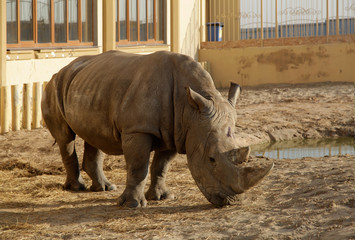 Obraz premium An African rhino in a zoo