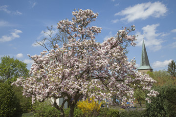 Evangelical St. Laurentius church in Schledehausen, Osnabrueck country, Lower Saxony, Germany (Protestant church) © Child of nature