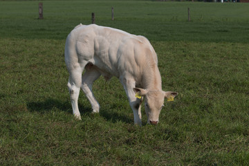 Obraz premium Young bull eating grass