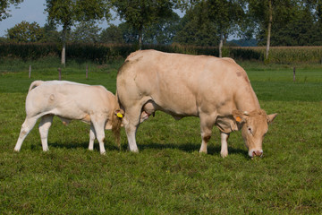Fototapeta premium Young bull drinking milk from cow