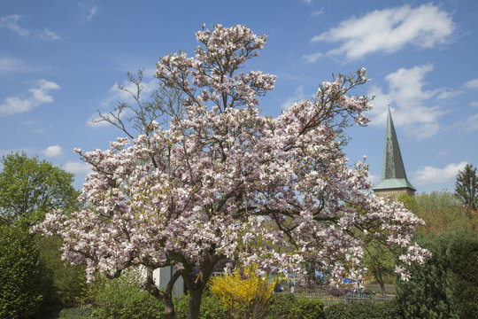Evangelical St. Laurentius church in Schledehausen, Osnabrueck country, Lower Saxony, Germany (Protestant church)