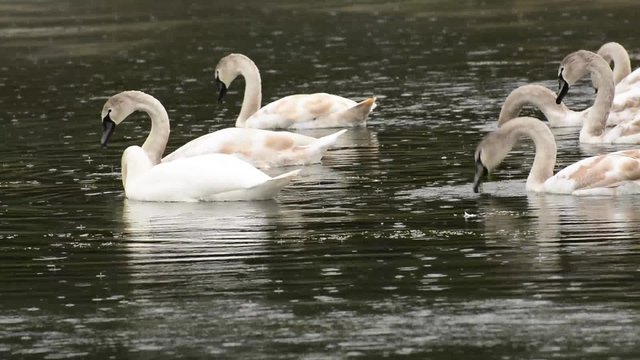 White mute swan pair (Cygnus olor) and cygnets swimming and feeding on the river in the rain.