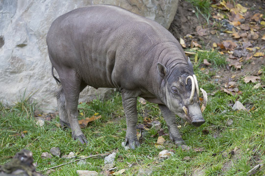 male Buru bairusa, Babyrousa babyrussa