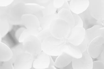 Foto op Aluminium Hydrangea, Hortensia, blurred for background or template © avanheertum