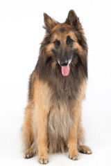 Belgian Shepherd Tervuren Dog sitting