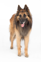 Belgian Shepherd Tervuren Dog standing