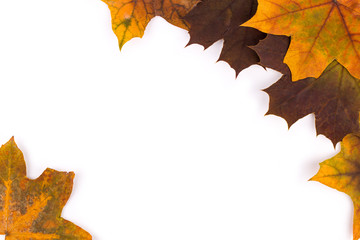 Bright autumn leaves of a maple on a white background