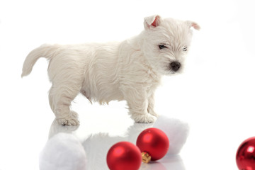west highland white terrier on sled between christmas decoration, white background