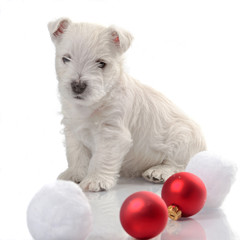 west highland white terrier on sled between christmas decoration, white background