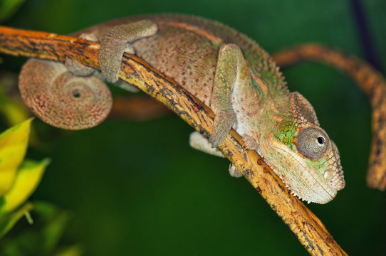 Chameleon on a tree