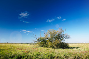 Obraz premium Meadow and single tree 