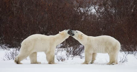 Papier Peint Lavable Ours polaire Two polar bears playing with each other in the tundra. Canada. An excellent illustration.