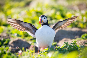 Puffin