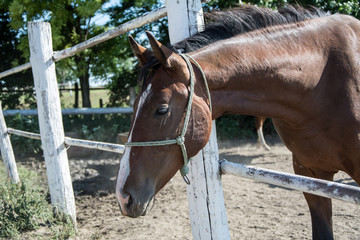 Young brown horse near wooden fence
