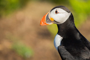 Naklejka premium Puffin