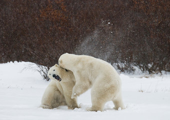 Two polar bears playing with each other in the tundra. Canada. An excellent illustration.