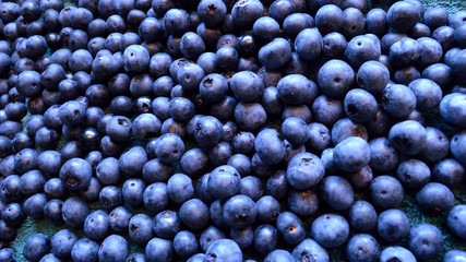 Panorama organic blueberry background