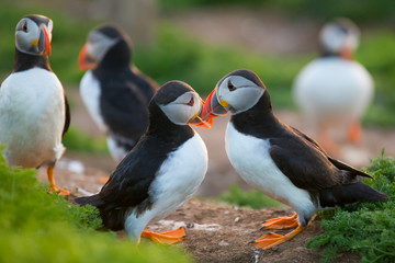 Puffin