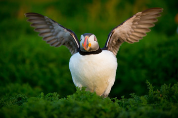 Puffin